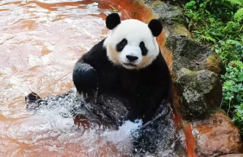 Panda Shun Shun 18