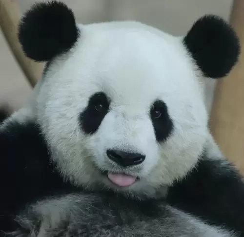 Panda Si Jia 1