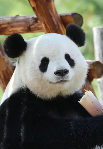 Panda Si Jia 20