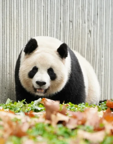 Panda Si Xue 1