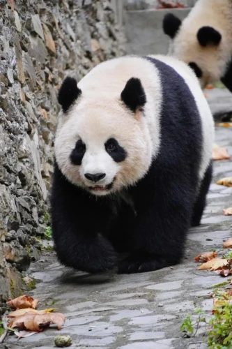 Panda Si Xue 2