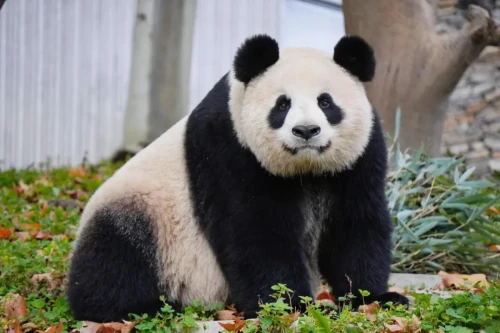 Panda Si Xue 3