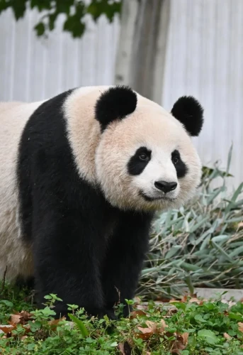 Panda Si Xue 6