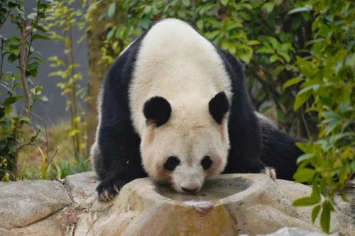 Panda Si Yuan 16