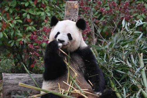 Panda Si Yuan 17