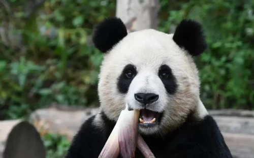 Panda Su Shan 1