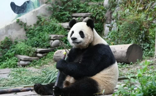 Panda Su Shan 2