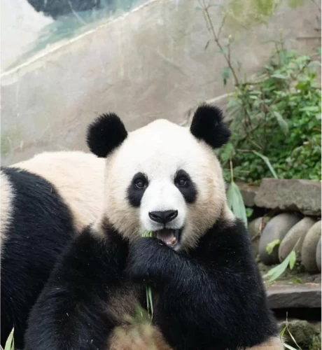 Panda Su Shan 5
