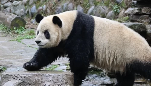 Panda Su Shan 7