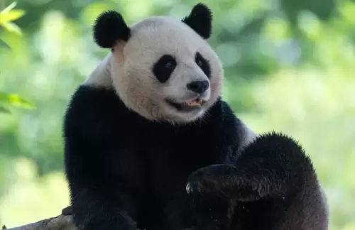Panda Tai Shan 1