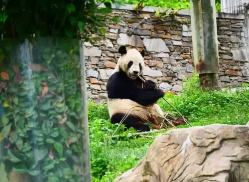 Panda Tai Shan 14