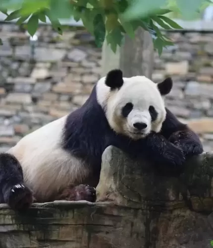 Panda Tai Shan 3