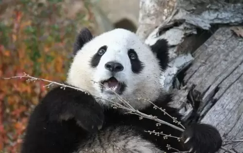 Panda Tai Shan 9