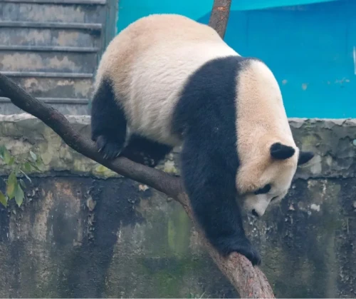 Panda Tian Bao 2018 1
