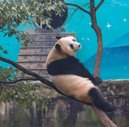 Panda Tian Bao 2018 2