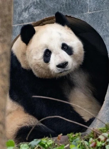 Panda Tian Bao 2018 3