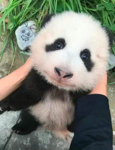 Panda Tian Bao 2018 4