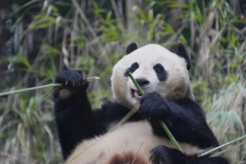 Panda Tian Bao 2018 5