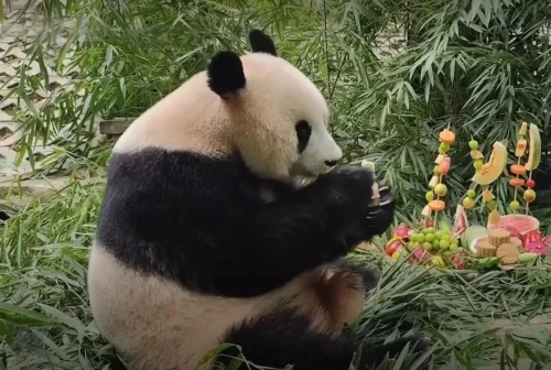 Panda Tian Bao 2018 6