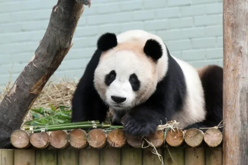 Panda Tian Tian 2003 1