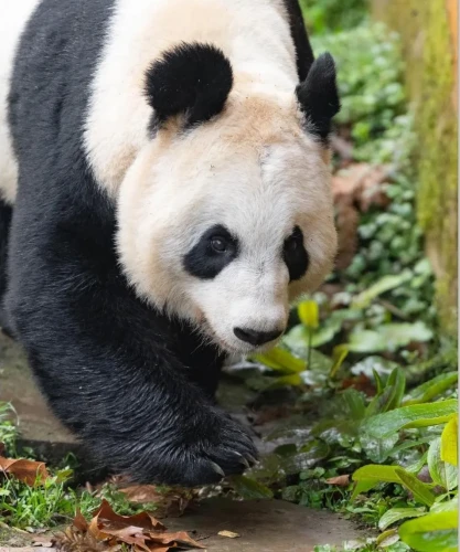 Panda Tian Tian 2003 2