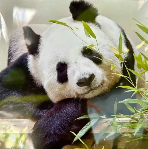 Panda Tian Tian 2003 3