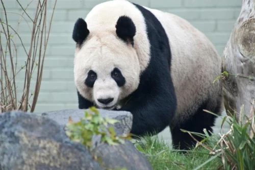 Panda Tian Tian 2003 5