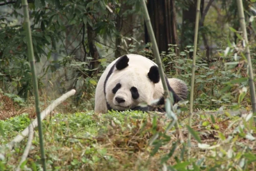 Panda Tian Tian 2003 6