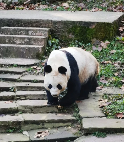 Panda Tian Tian 2003 7