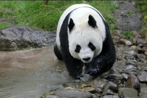 Panda Tian Tian 2003 8