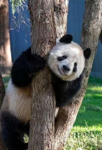 Panda Tian Tian From Us 1