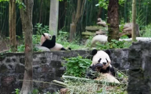 Panda Tian Tian From Us 10