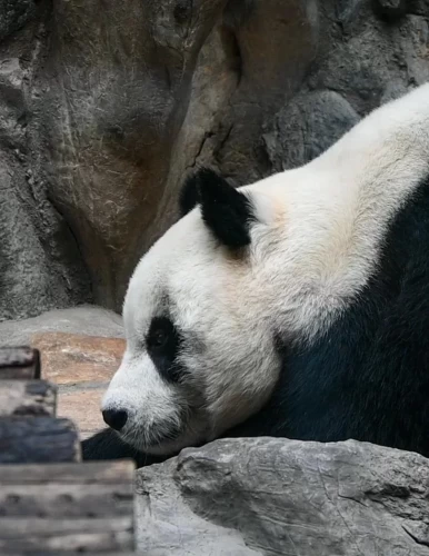 Panda Tian Tian From Us 3