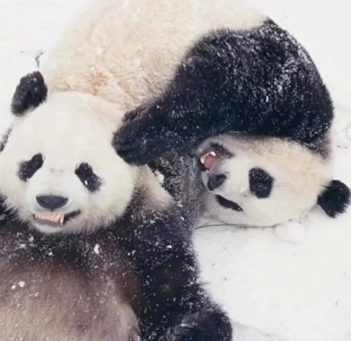 Panda Tian Tian From Us 5