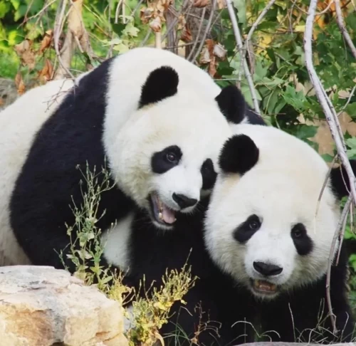 Panda Tian Tian From Us 6