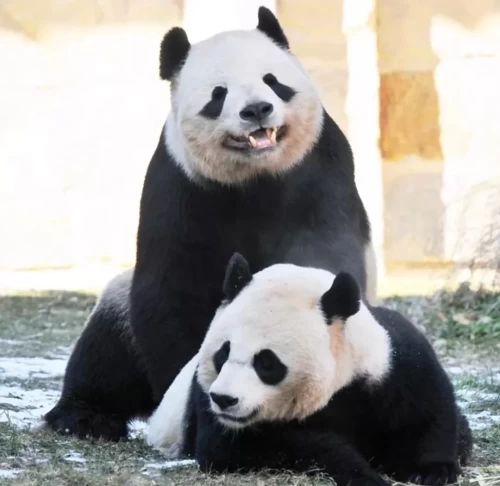 Panda Tian Tian From Us 7