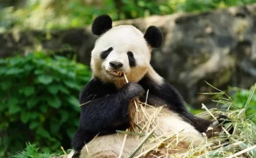 Panda Tian Tian From Us 9