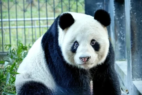 Panda Wei Wei 1