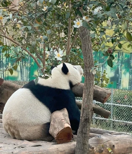 Panda Wei Wei 2