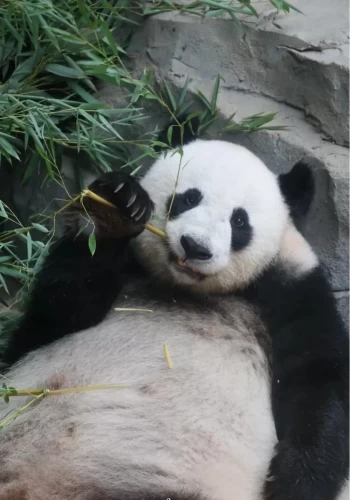 Panda Wen Hui 1