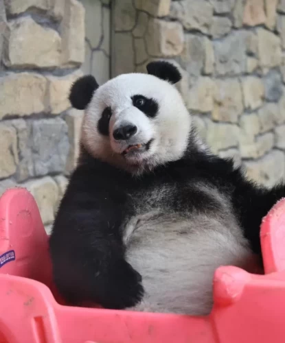Panda Wen Hui 5
