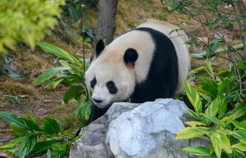 Panda Wen Wen 4