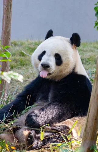 Panda Wen Wen 5