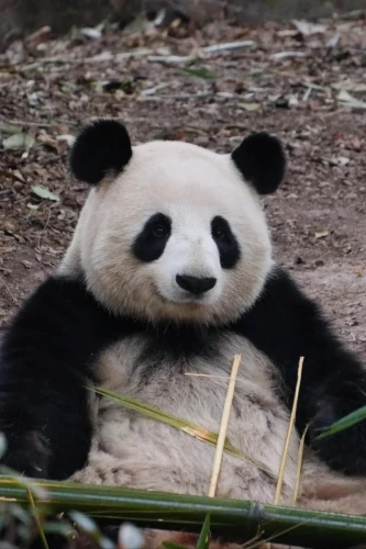 Panda Wen Wen 7