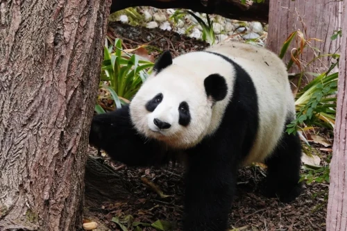 Panda Wen Wen 8