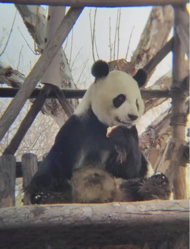 Panda Wu Jun 12