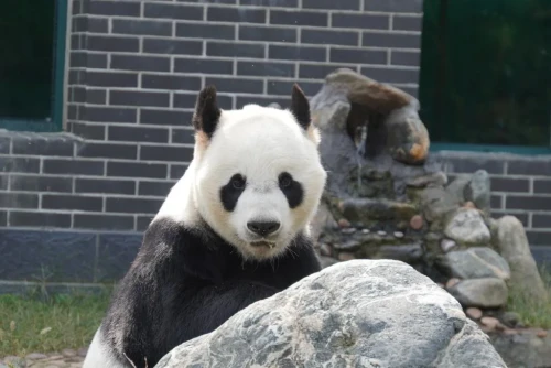 Panda Wu Jun 14