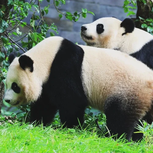 Panda Wu Wen 6