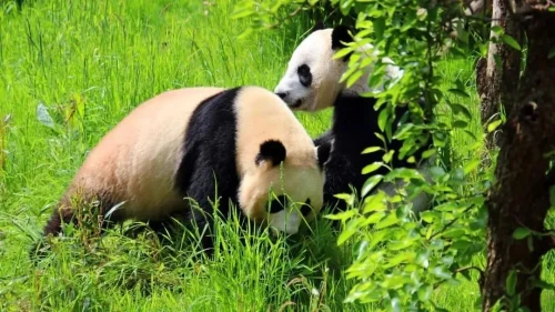 Panda Wu Wen 8