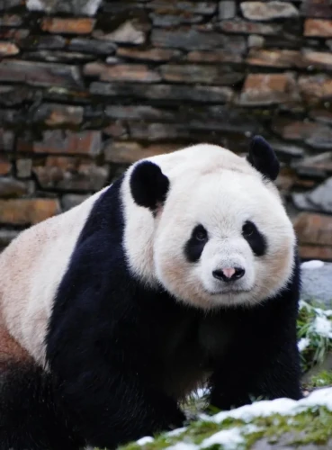 Panda wu yang 2